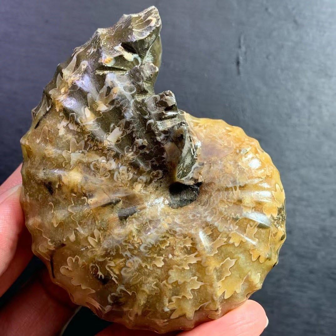 42☆注目☆アンモナイト化石オパール化☆ フロートコレクション